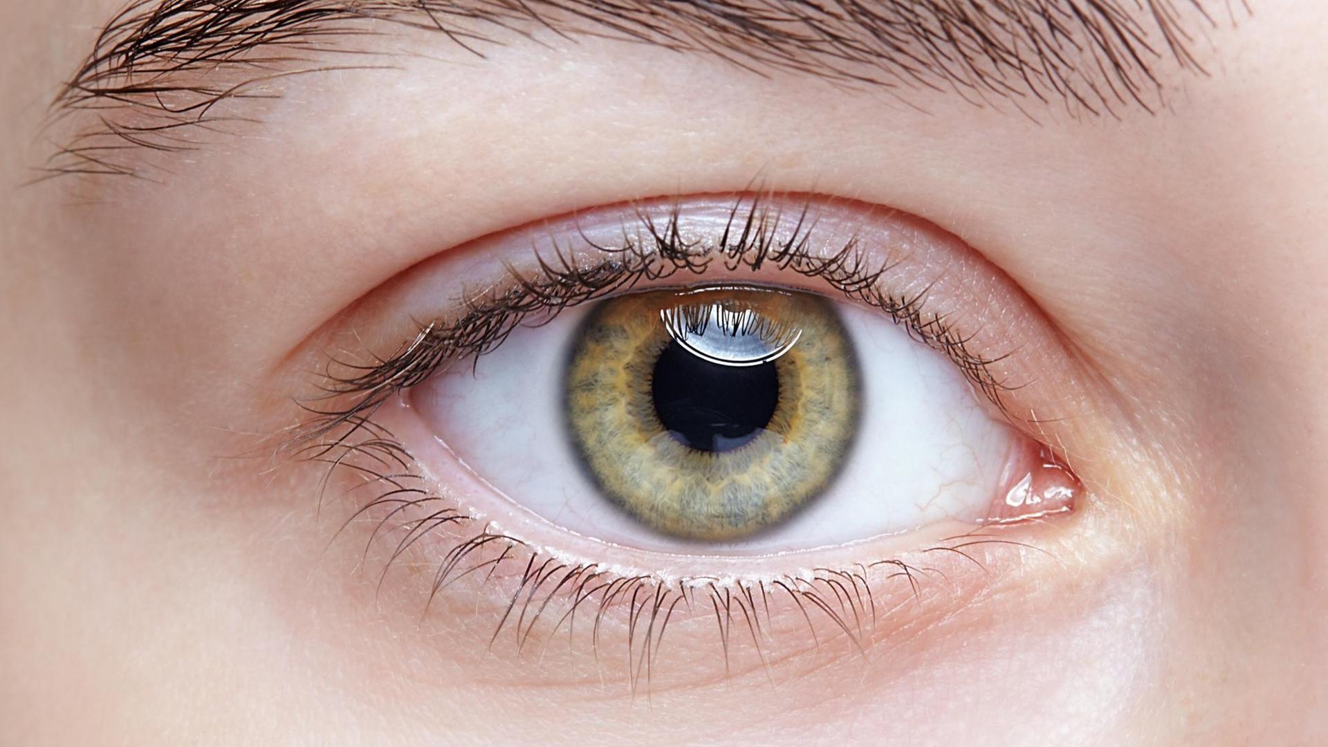Das menschliche Auge Das menschliche Auge