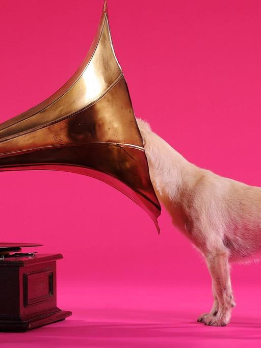Ein Hund steckt seinen Kopf in ein Grammophon.