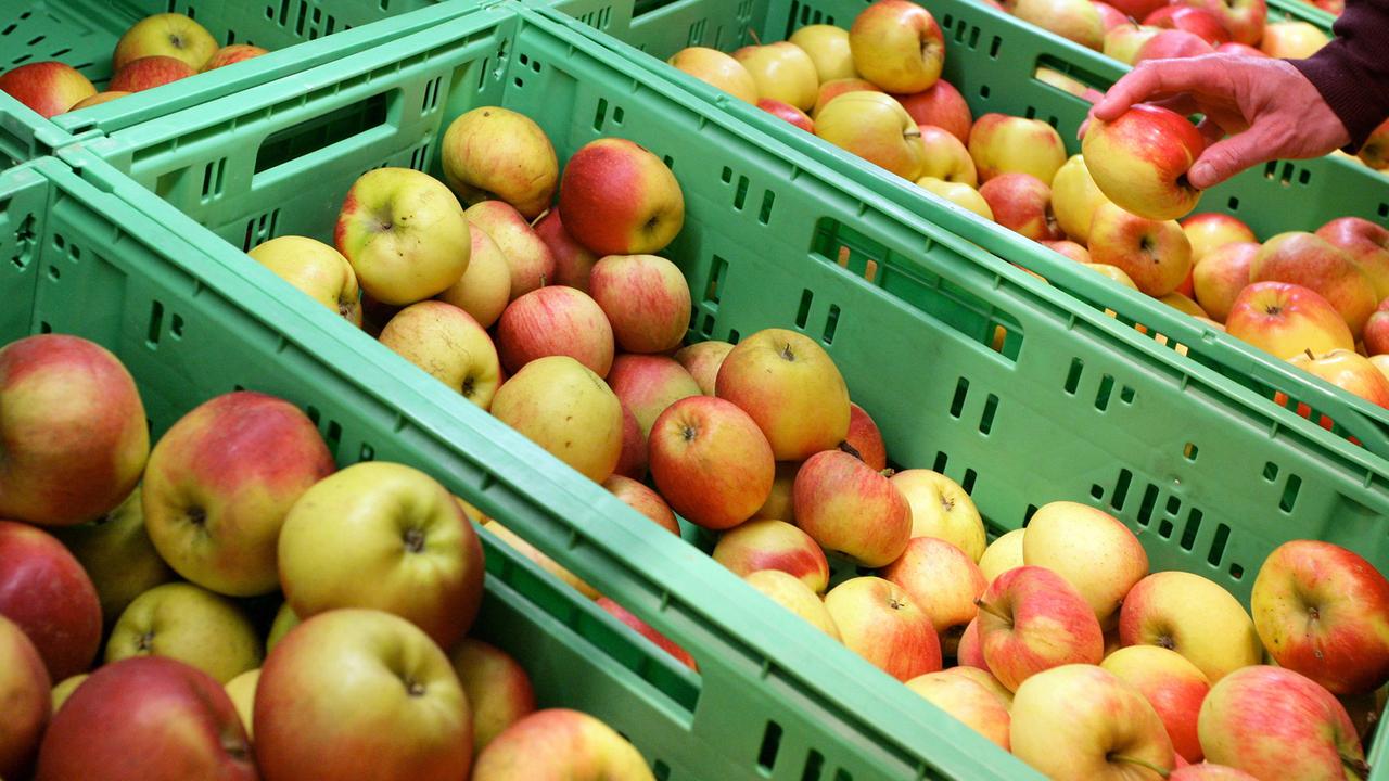 Eine Kundin greift nach einem Apfel aus ökologischem Anbau in einem Lebensmittelgeschäft, das Bio-Nahrungsmittel in Hannover verkauft.