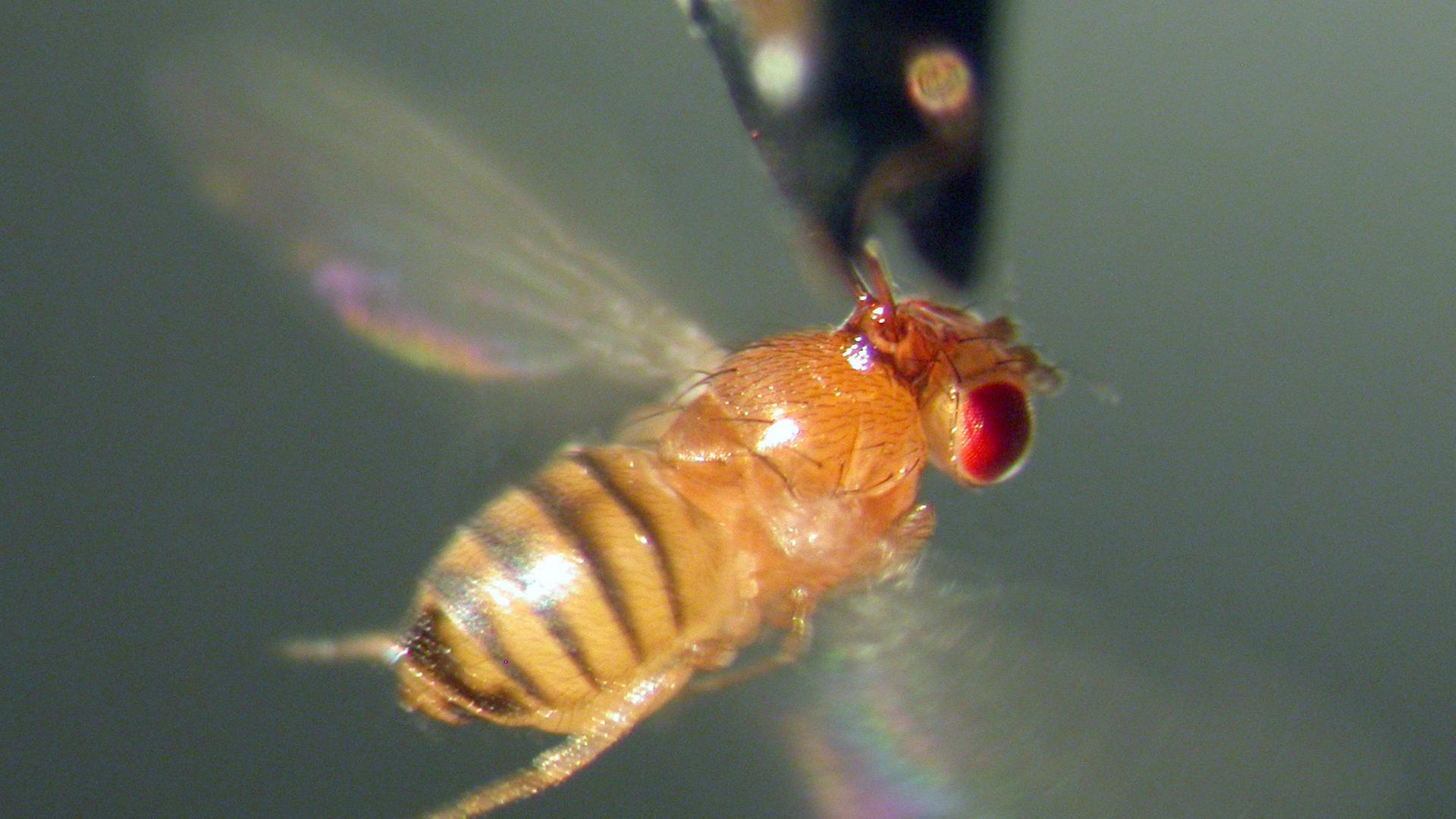 Eine Fruchtfliege im Flug Eine Fruchtfliege im Flug