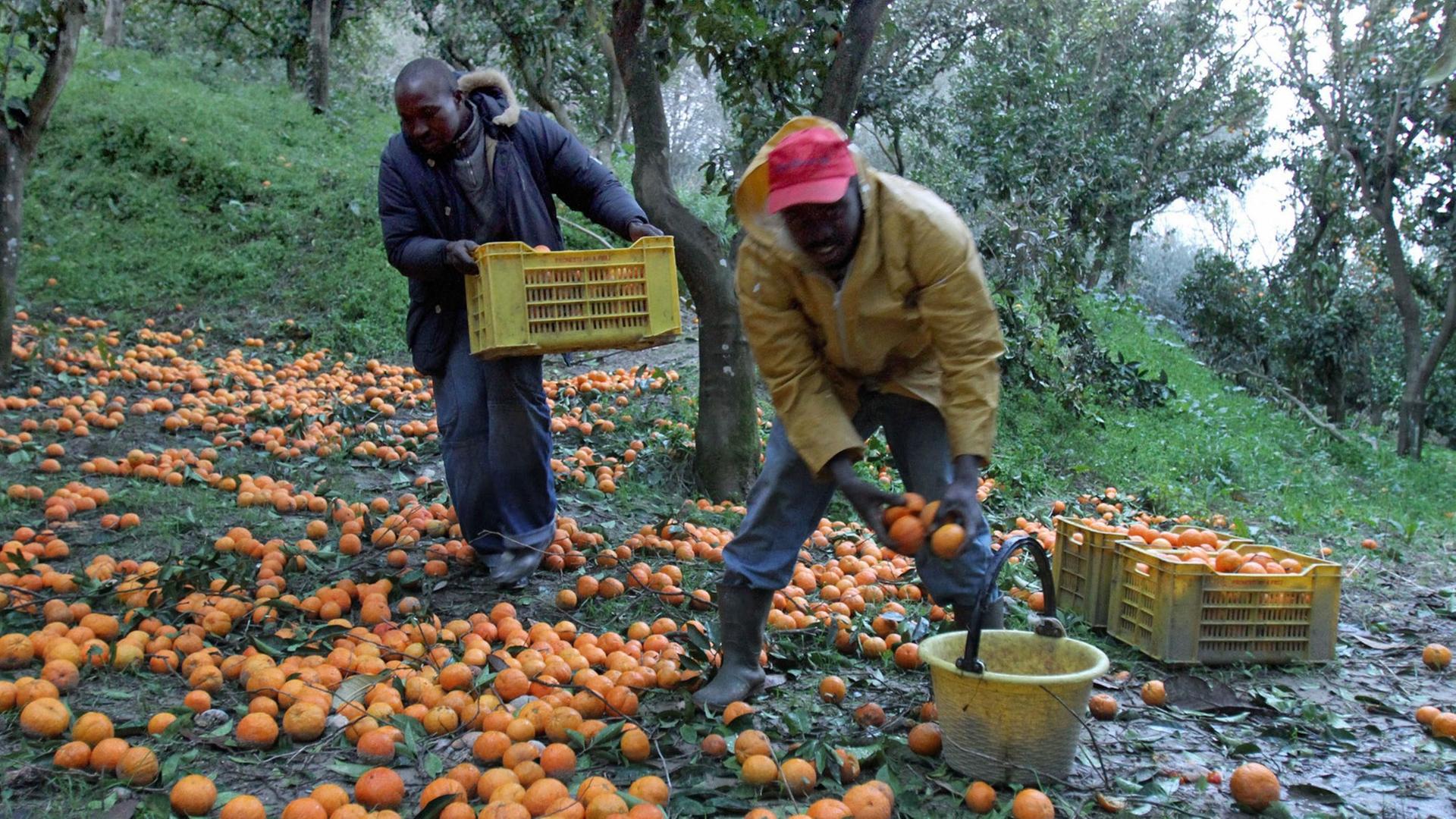 Afrikanische Einwanderer ernten Orangen in Rosarno, Kalabrien. Afrikanische Einwanderer ernten Orangen in Rosarno, Kalabrien.