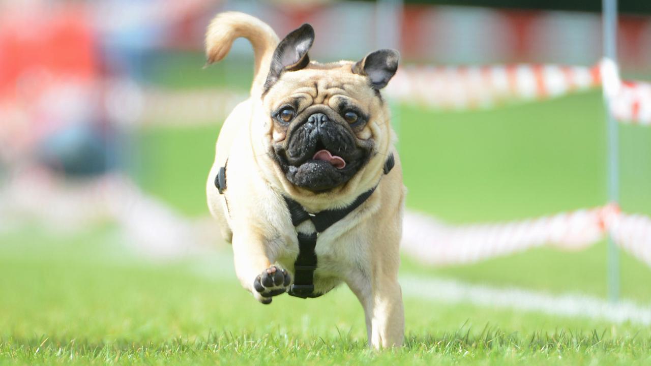 Ein Mops nimmt am 01.09.2013 in Wernau (Baden-Württemberg) am Mops-und Bulldoggenrennen teil. Rund 180 Möpse und Bulldogge nahmen am Rennen über die 50 Meter lange Strecke teil. Ein Mops nimmt am 01.09.2013 in Wernau (Baden-Württemberg) am Mops-und Bulldoggenrennen teil. Rund 180 Möpse und Bulldogge nahmen am Rennen über die 50 Meter lange Strecke teil.