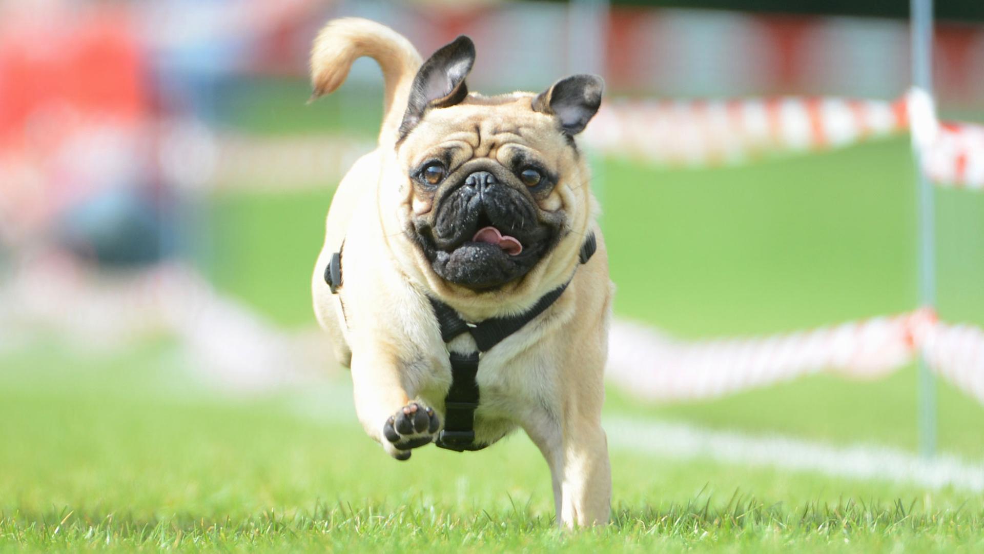 Ein Mops nimmt am 01.09.2013 in Wernau (Baden-Württemberg) am Mops-und Bulldoggenrennen teil. Rund 180 Möpse und Bulldogge nahmen am Rennen über die 50 Meter lange Strecke teil. Ein Mops nimmt am 01.09.2013 in Wernau (Baden-Württemberg) am Mops-und Bulldoggenrennen teil. Rund 180 Möpse und Bulldogge nahmen am Rennen über die 50 Meter lange Strecke teil.