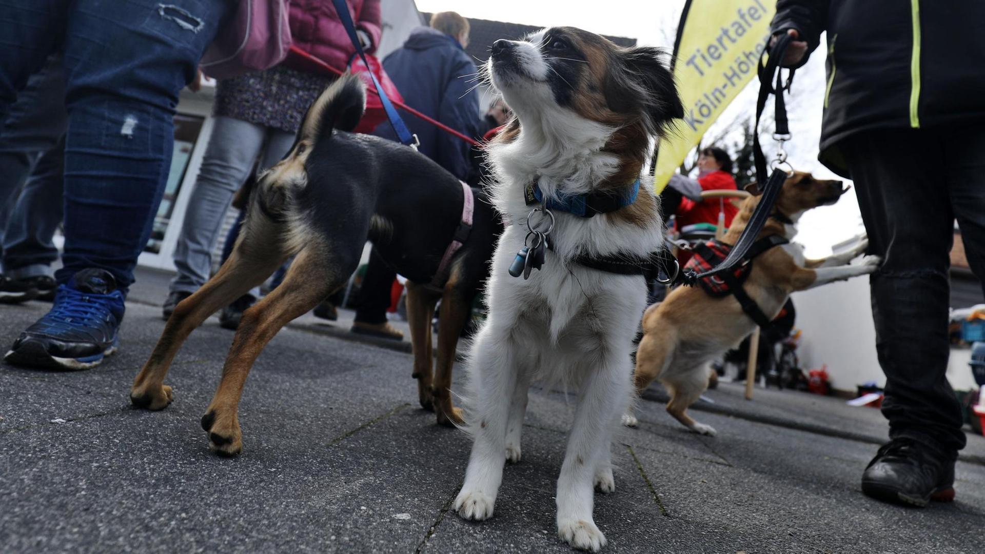 Hunde warten in Köln vor der Ausgabestelle der Tiertafel. Hier können Bedürftige kostenlos Futter für ihre Tiere abholen. Hunde warten in Köln vor der Ausgabestelle der Tiertafel. Hier können Bedürftige kostenlos Futter für ihre Tiere abholen.