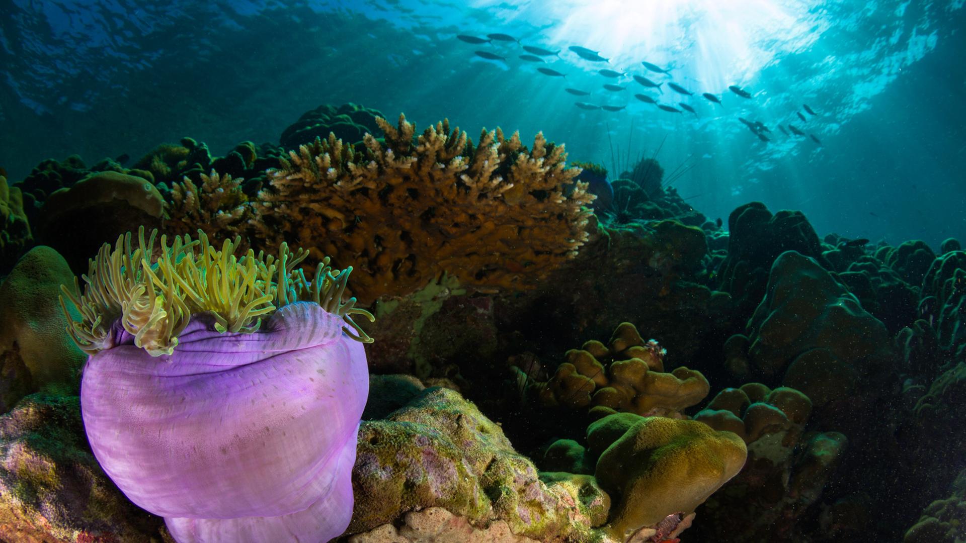 Bunte Korallen und Fische Bunte Korallen und Fische