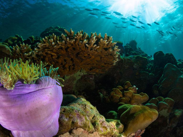 Bunte Korallen und Fische