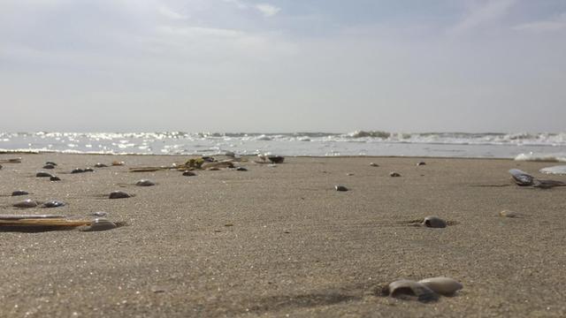 Muscheln im Sand am Nordseestrand in Zandvoort