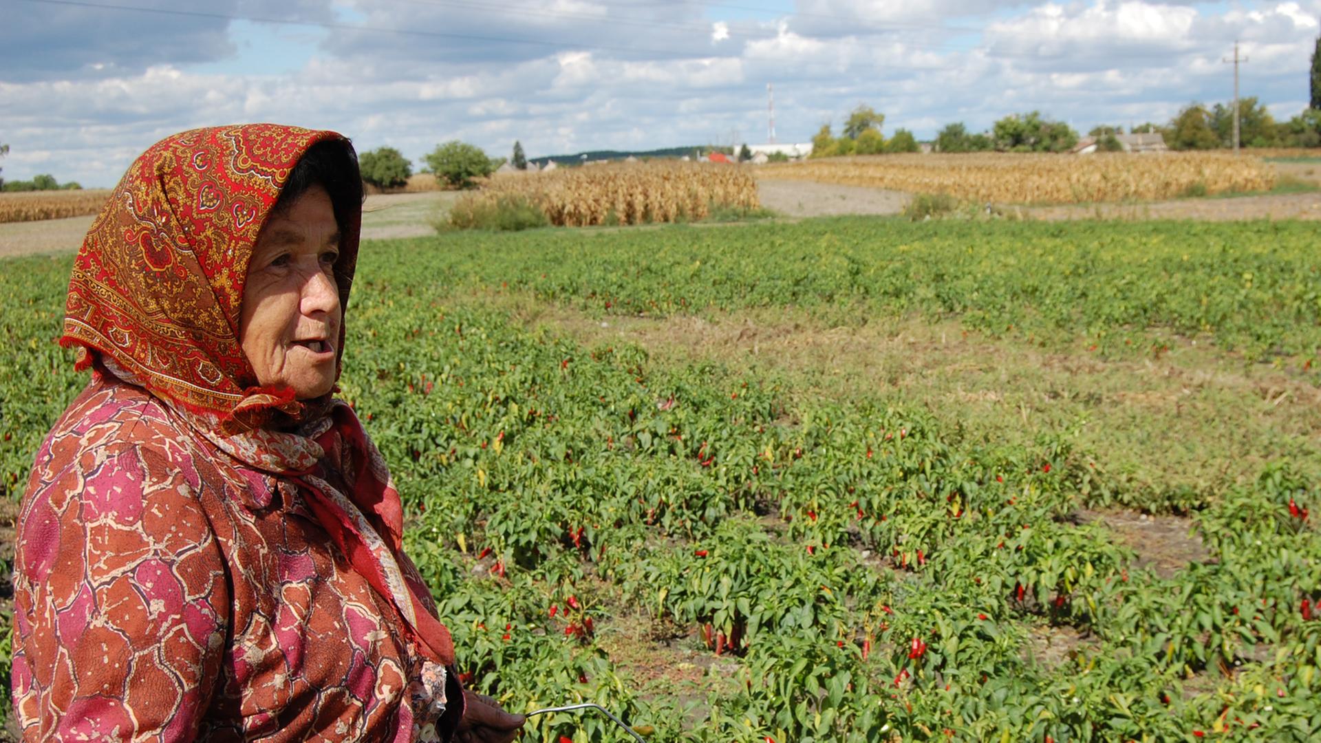 Anna Maroki auf einem Paprika-Feld Anna Maroki auf einem Paprika-Feld