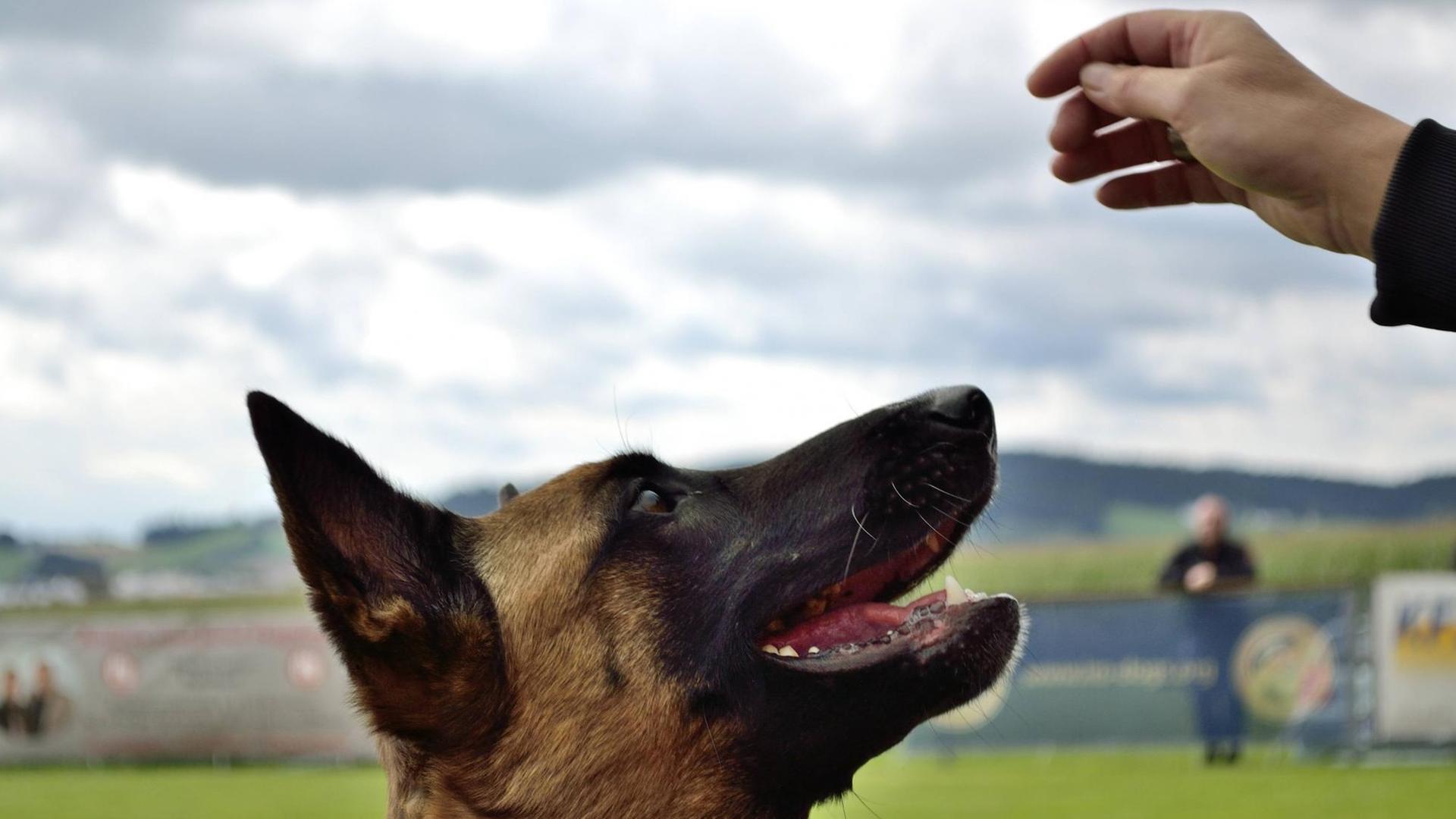 Deutscher Schäferhund schaut auf Hand des Besitzers Deutscher Schäferhund schaut auf Hand des Besitzers