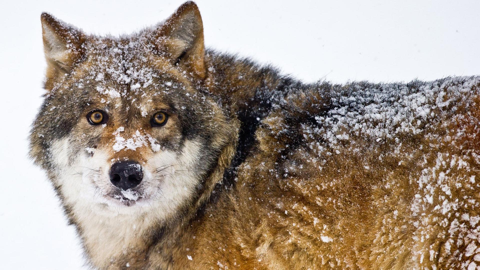 Ein Wolf Ein Wolf