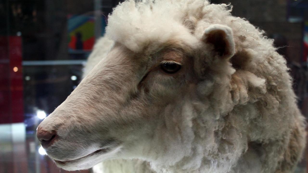 Das Bild zeigt den Kopf von "Dolly" im Museum. Das Bild zeigt den Kopf von "Dolly" im Museum.