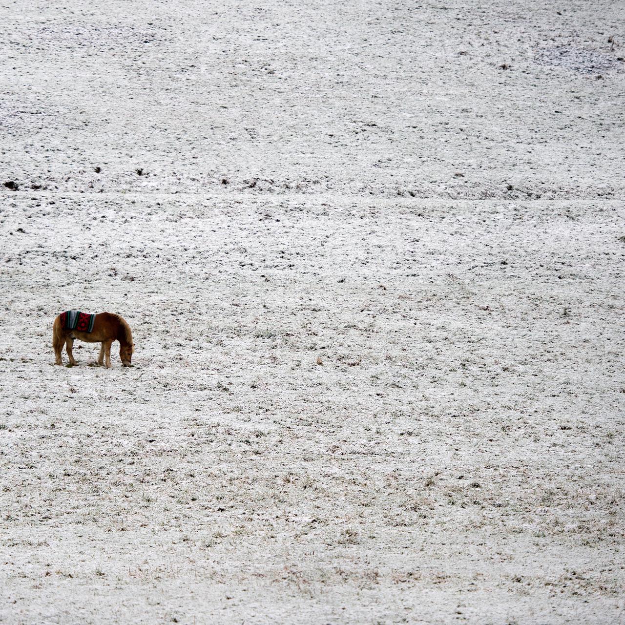 Ein Pferd steht grasend auf einem schneebedeckten Feld in Deutschland.