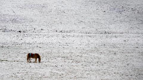 Ein Pferd steht grasend auf einem schneebedeckten Feld in Deutschland.