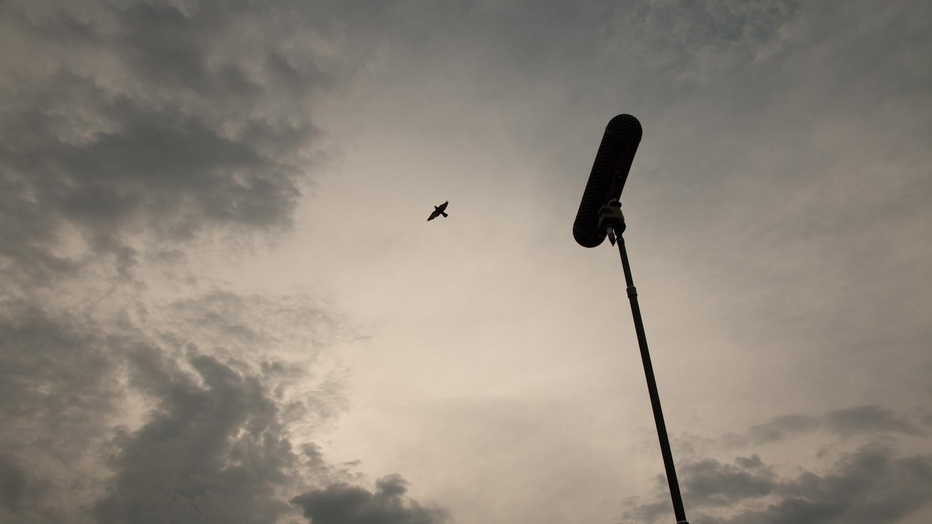 Ein Mikrofon an einer Stange in Richtung eines fliegenden Vogels gehalten. Der Himmel ist mit grauen Wolken verhangen.