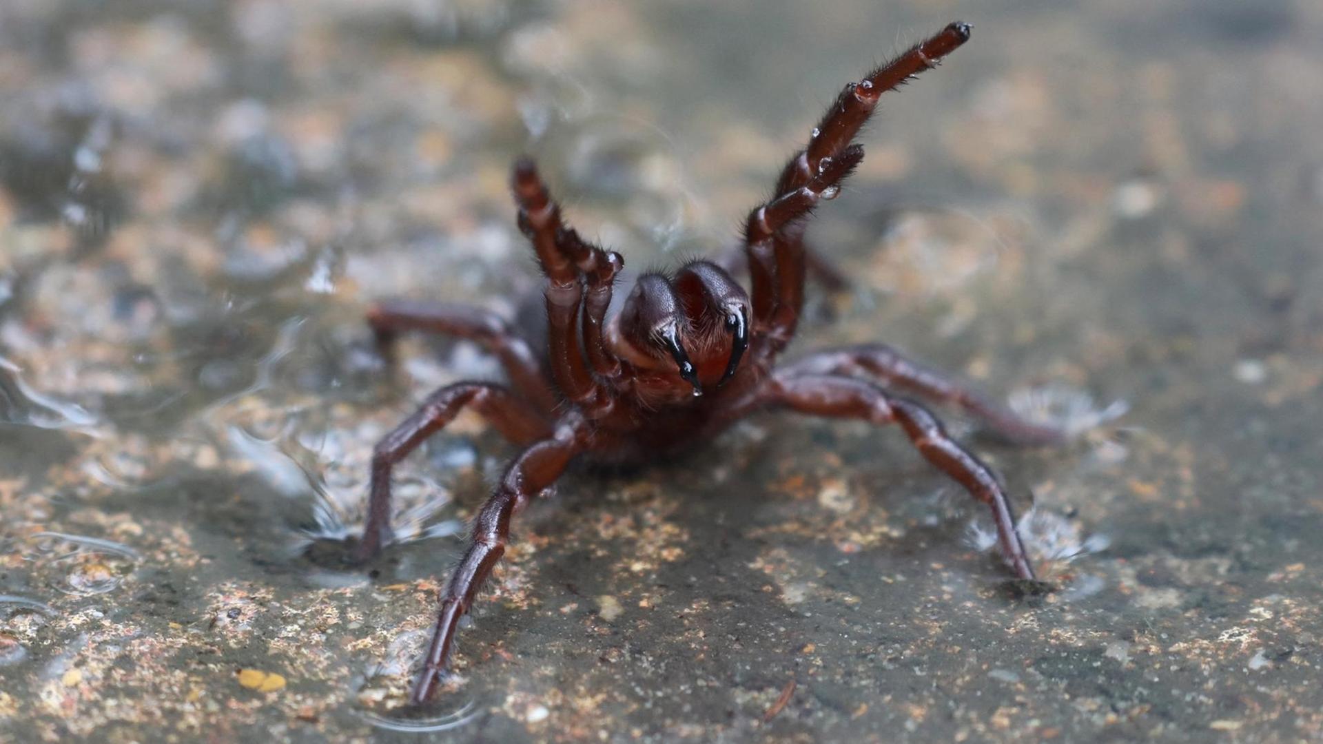 Das Foto zeigt eine Trichternetzspinne. Das Foto zeigt eine Trichternetzspinne.