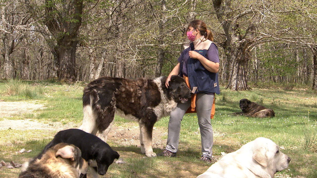Eine Frau steht auf einer Wiese und legt die Hand auf einen großen Hund, der ihr bis zum Bauch reicht. Eine Frau steht auf einer Wiese und legt die Hand auf einen großen Hund, der ihr bis zum Bauch reicht.