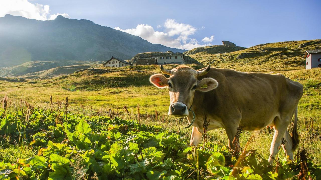 Eine Kuh weidet auf einer Wiese vor Alpenkulisse. Eine Kuh weidet auf einer Wiese vor Alpenkulisse.
