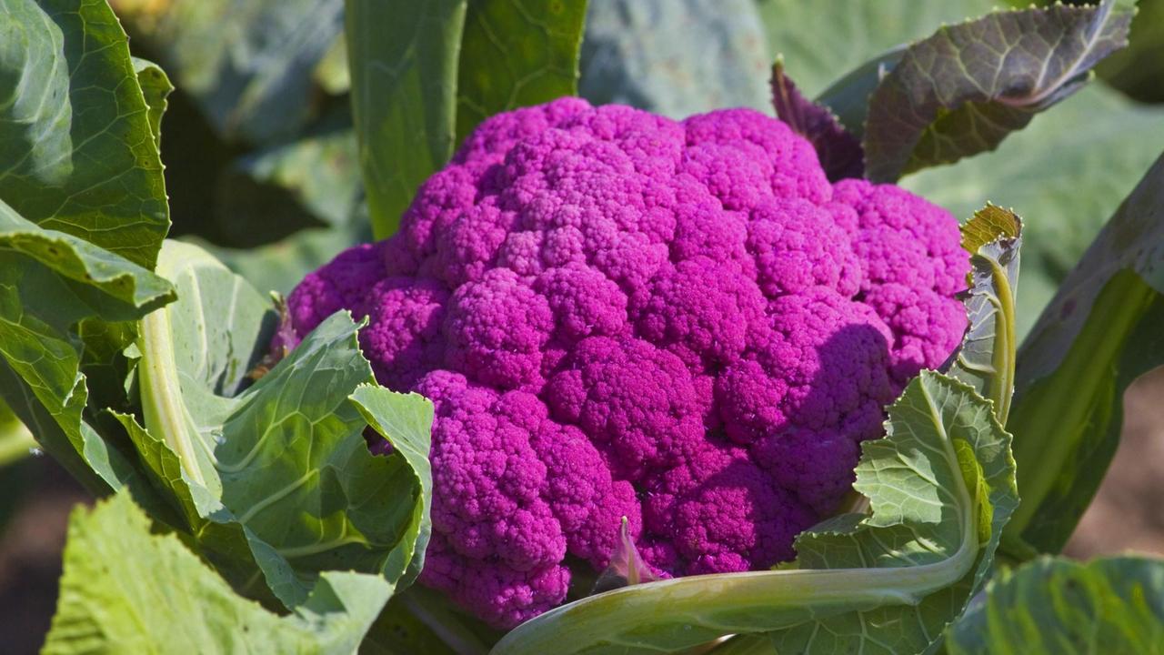 Ein violetter Blumenkohl mit Blättern.| Cauliflower (Brassica oleracea var. botrytis), cultivar Graffiti, Germany, Bavaria | Verwendung weltweit Ein violetter Blumenkohl mit Blättern.| Cauliflower (Brassica oleracea var. botrytis), cultivar Graffiti, Germany, Bavaria | Verwendung weltweit