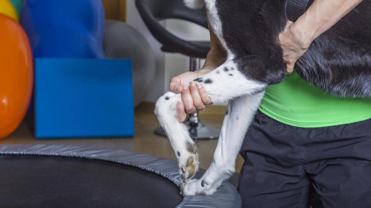 Hund bei der Physiotherapie