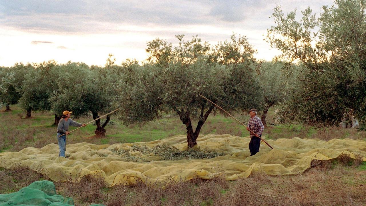 Erntehelfer schlagen mit langen Stöcken die reifen Oliven von den Bäumen auf dem Gelände einer Kooperative in der Nähe des portugiesischen Städtchens Mauro. 