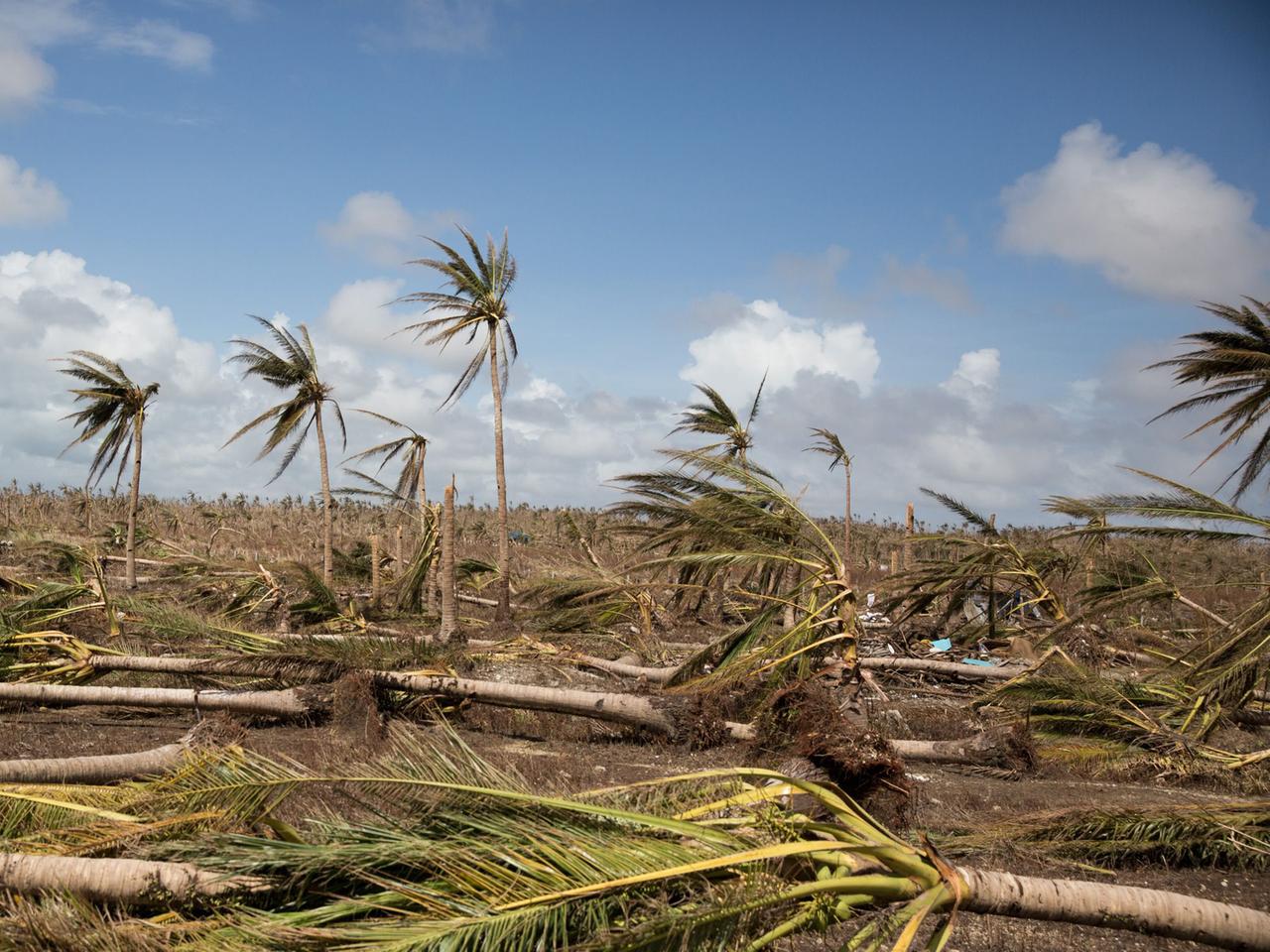 Umgeknickte Bäume: Zerstörung auf den Philippinen nach dem Taifun Haiyan. Umgeknickte Bäume: Zerstörung auf den Philippinen nach dem Taifun Haiyan.
