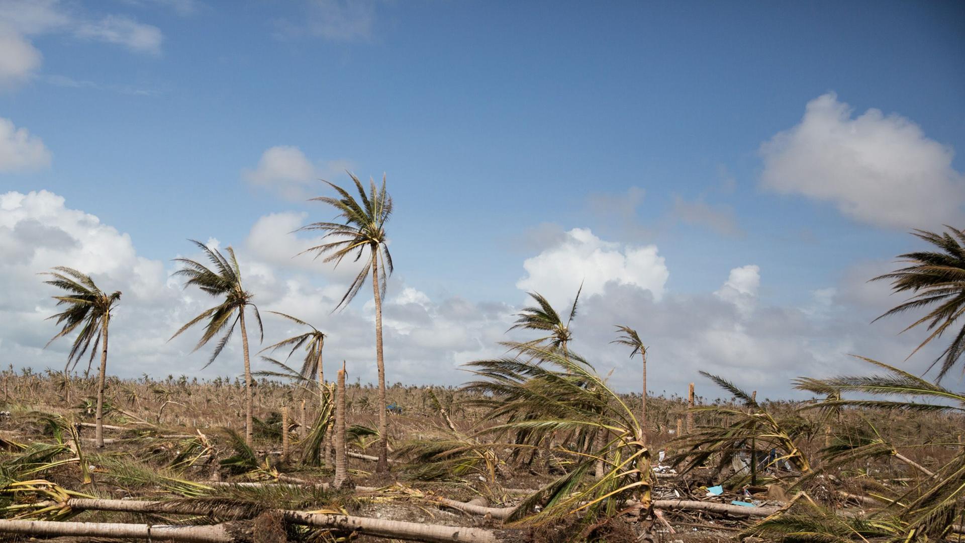 Umgeknickte Bäume: Zerstörung auf den Philippinen nach dem Taifun Haiyan. Umgeknickte Bäume: Zerstörung auf den Philippinen nach dem Taifun Haiyan.