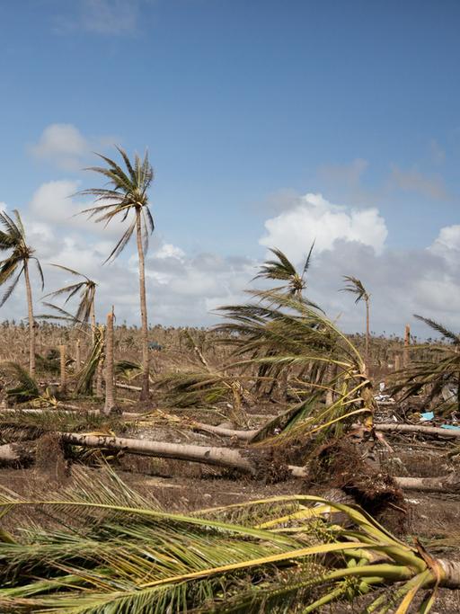 Umgeknickte Bäume: Zerstörung auf den Philippinen nach dem Taifun Haiyan.