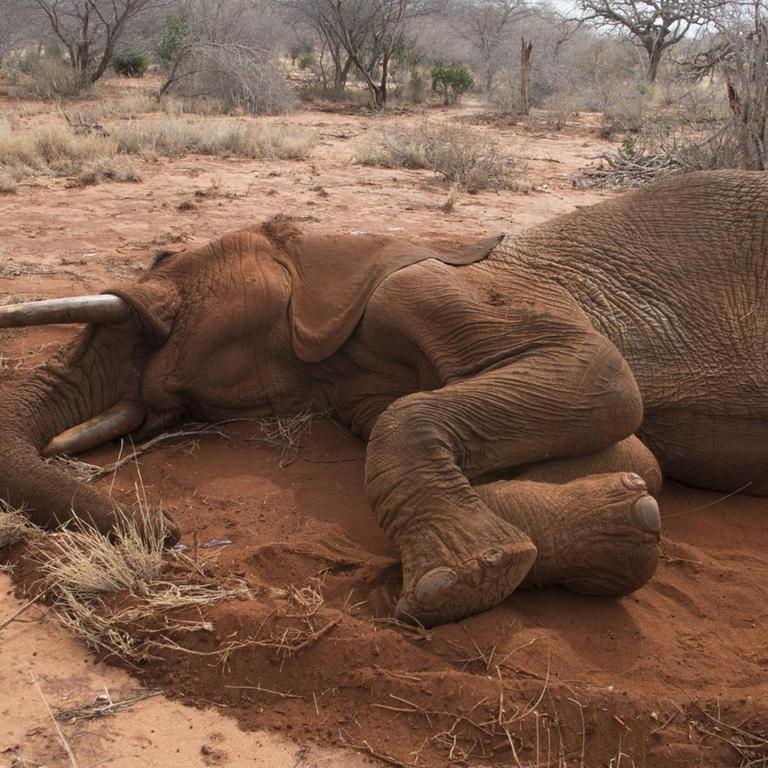 Von Wilderern getöteter Elefanten-Bulle in Kenia