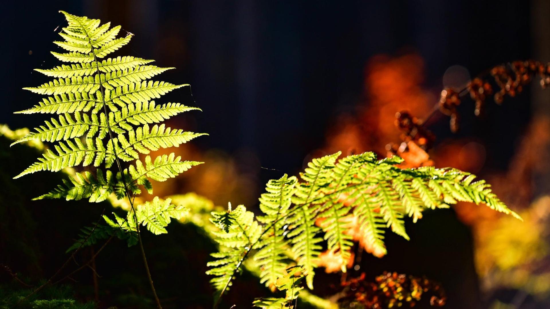 Herbstliche Stimmung im Wald mit Farn im Gegenlicht Herbstliche Stimmung im Wald mit Farn im Gegenlicht
