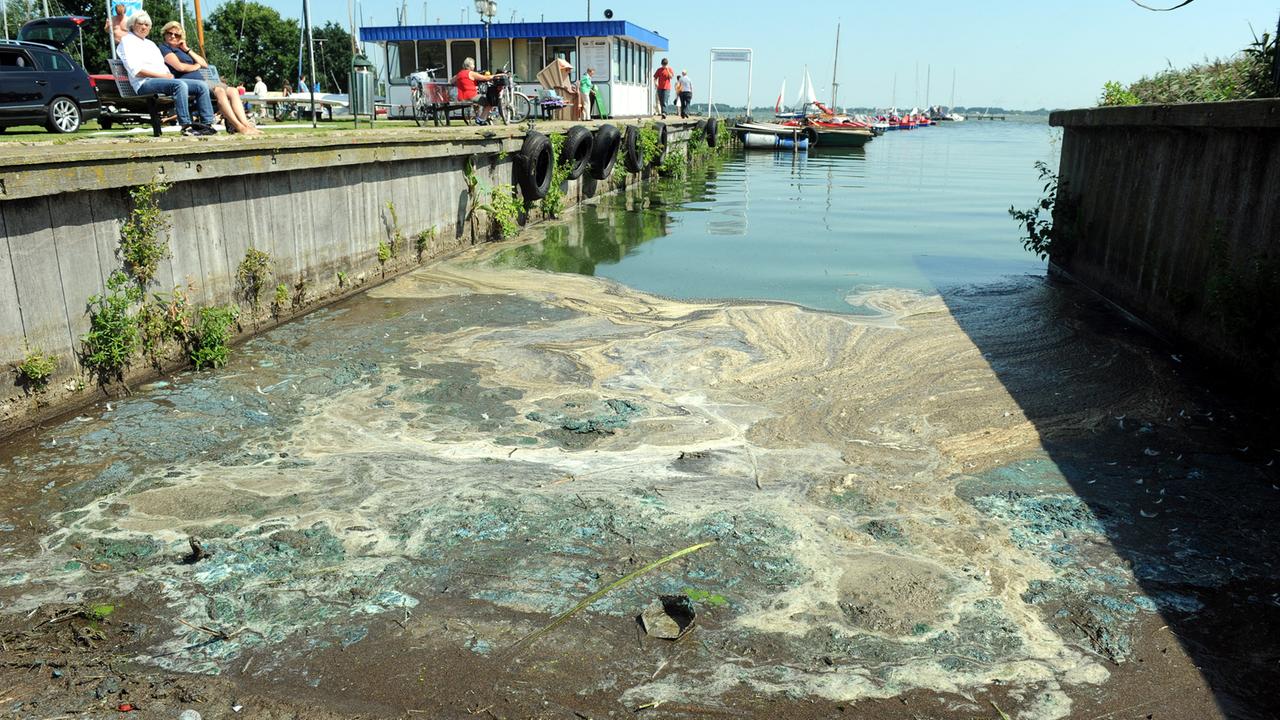 Vor der erfolgreichen Bekämpfung: Stinkende Blaualgen am Dümmer See. Vor der erfolgreichen Bekämpfung: Stinkende Blaualgen am Dümmer See.