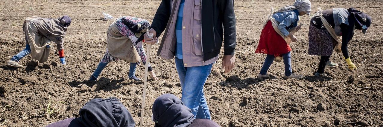 Mädchen und Frauen ernten unter Aufsicht Kartoffeln im Libanon. Mädchen und Frauen ernten unter Aufsicht Kartoffeln im Libanon.