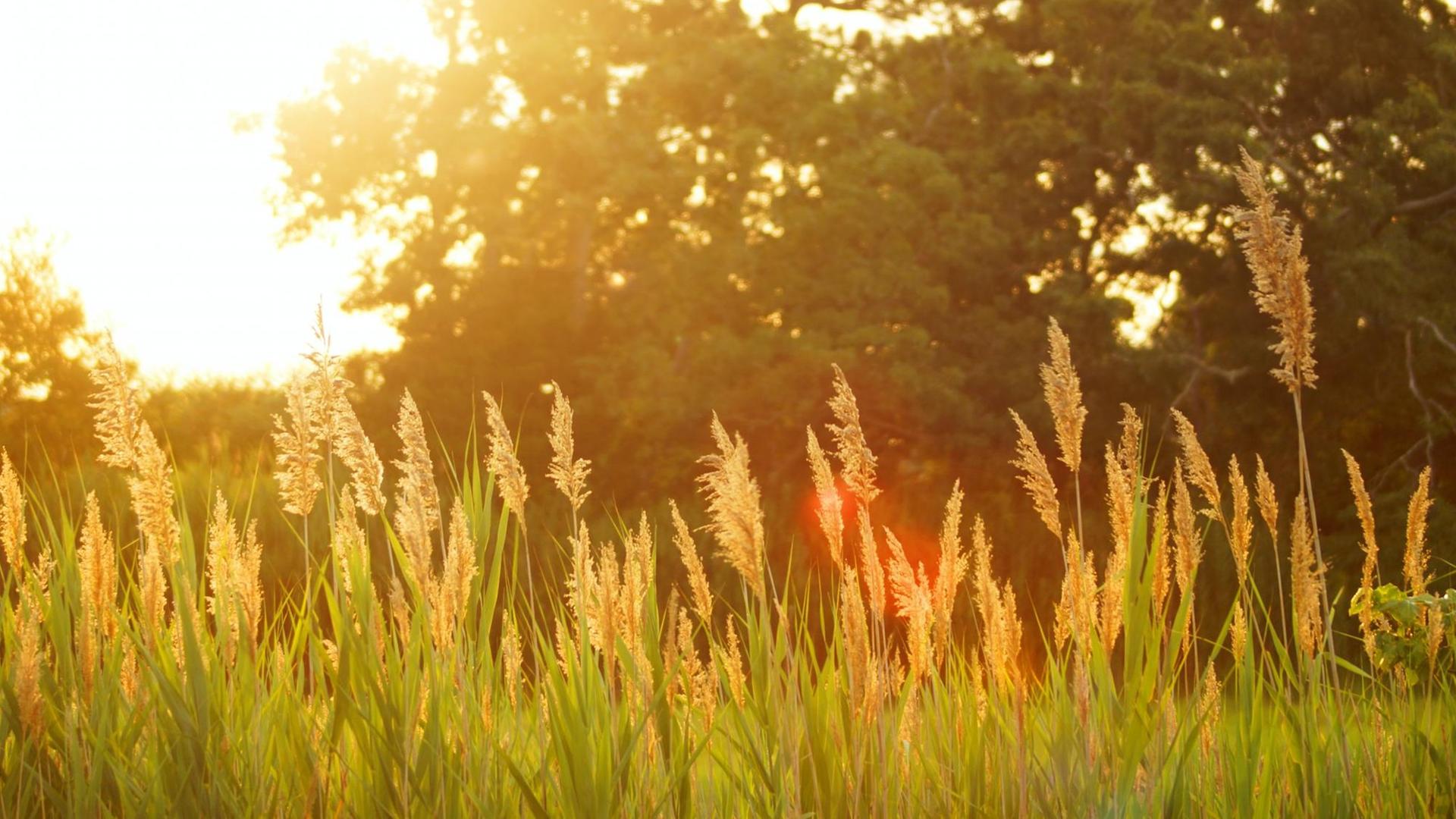 Die Sonne lässt eine Grünfläche golden erstrahlen. Die Sonne lässt eine Grünfläche golden erstrahlen.