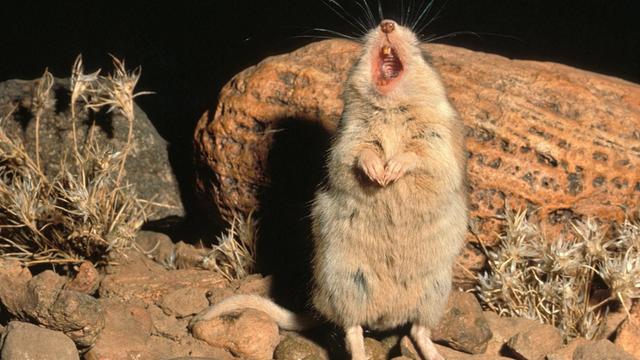 Eine singende männliche Grashüpfermaus (Southern Grasshopper Mouse, Onychomys torridus)