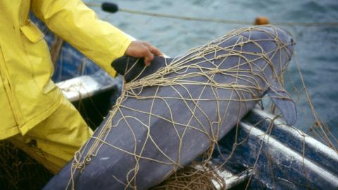 Ein kalifornischer Schweinswal im Netz eines Fischers
