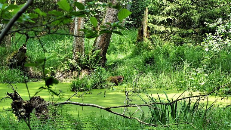 Ein Teich im Wald