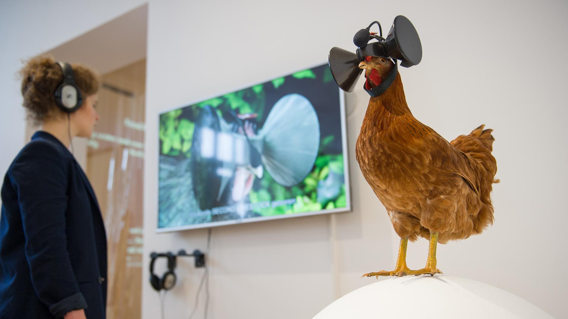 Eine Mitarbeiterin des Museums für Kunst und Gewerbe betrachtet in der Ausstellung "Food Revolution 5.0 - Gestaltung für die Gesellschaft von morgen" ein Video des Künstlers Austin Stewart, das die Funktionsweise einer 3D-Brille bei Hühnern erläutert. Im Vordergrund ist das Modell eines Huhns zu sehen, das eine 3D-Brille trägt. Die Ausstellung beschäftigt sich mit der Bedeutung von Essen in unserer Gesellschaft. Eine Mitarbeiterin des Museums für Kunst und Gewerbe betrachtet in der Ausstellung "Food Revolution 5.0 - Gestaltung für die Gesellschaft von morgen" ein Video des Künstlers Austin Stewart, das die Funktionsweise einer 3D-Brille bei Hühnern erläutert. Im Vordergrund ist das Modell eines Huhns zu sehen, das eine 3D-Brille trägt. Die Ausstellung beschäftigt sich mit der Bedeutung von Essen in unserer Gesellschaft.