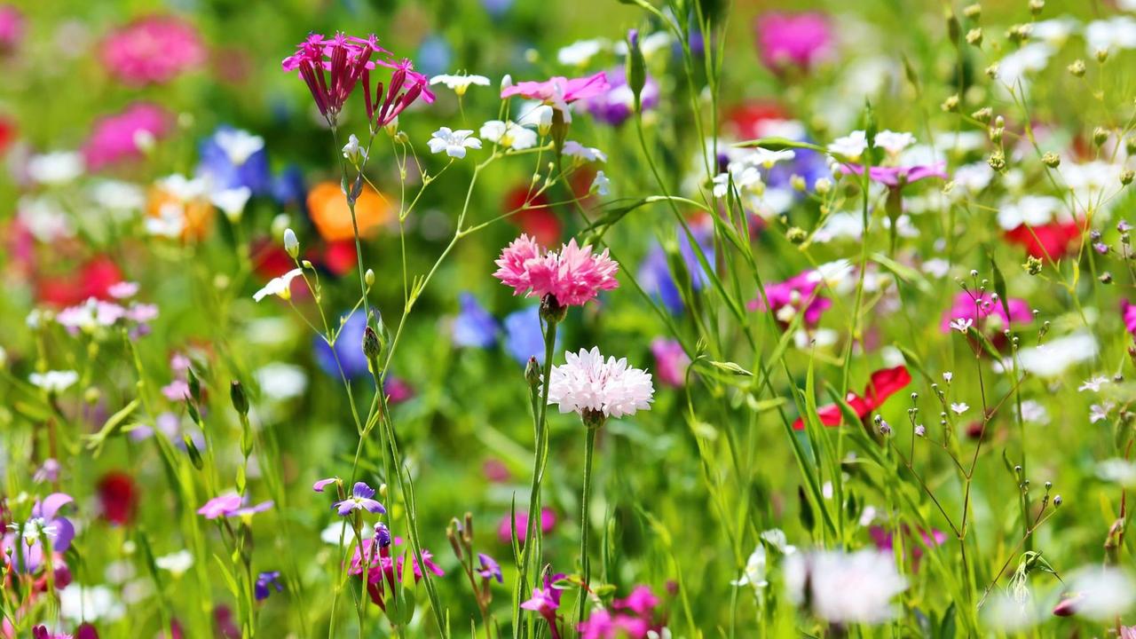 Eine bunte Sommerwiese mit vielen Blumen. Eine bunte Sommerwiese mit vielen Blumen.