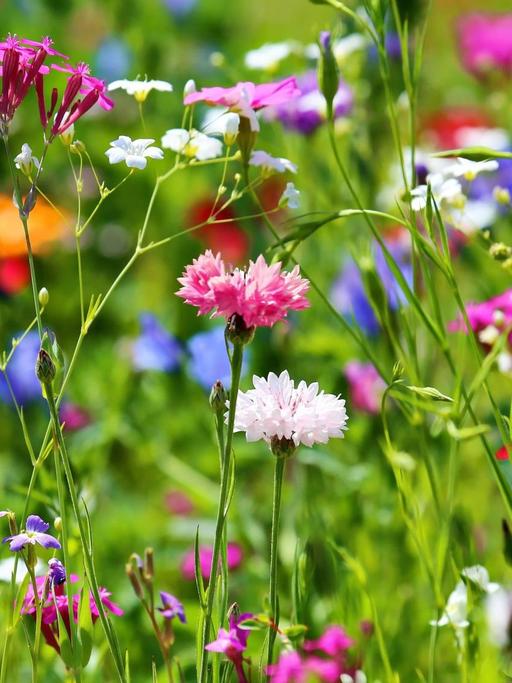 Eine bunte Sommerwiese mit vielen Blumen.