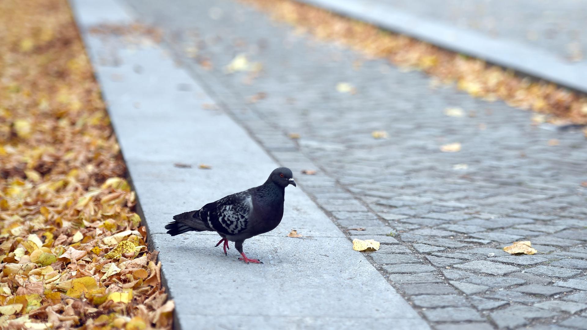 Eine Taube läuft über eine Straße. Eine Taube läuft über eine Straße.