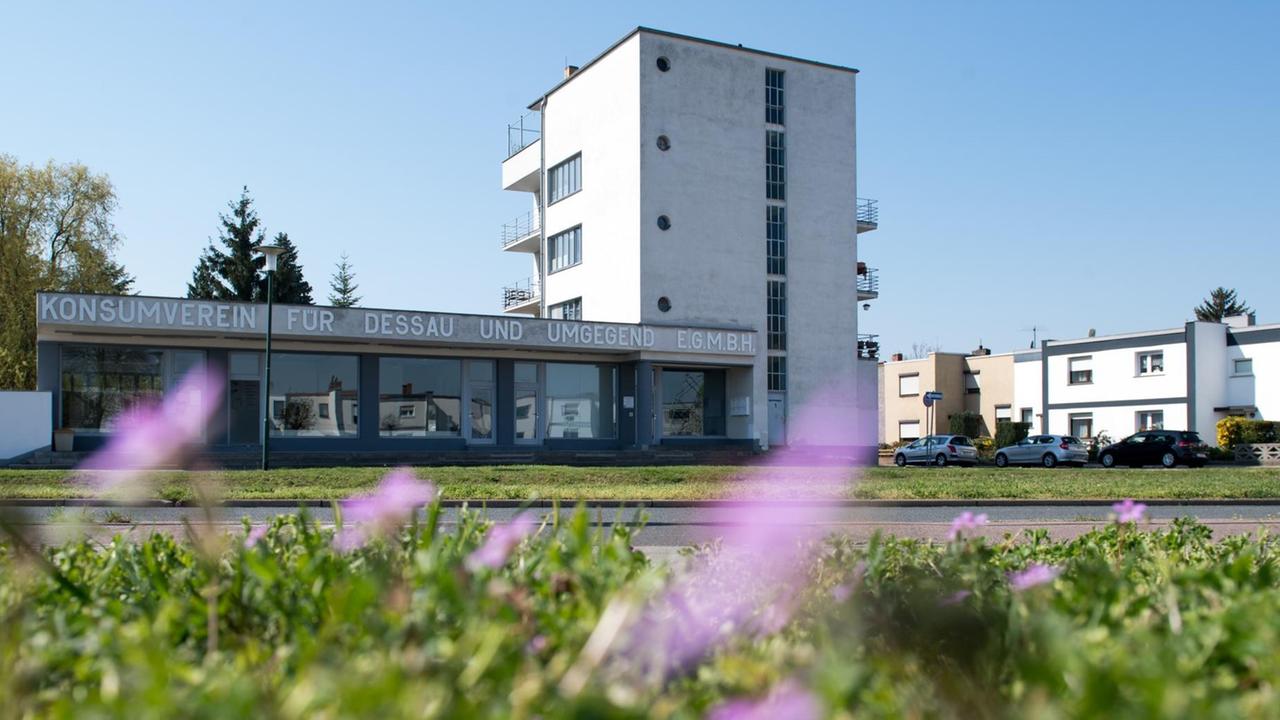 Blühende Blumen auf der Wiese vor dem Konsumgebäude in der Bauhaus-Siedlung Dessau-Törten, das 1928 von Walter Gropius entworfen wurde Blühende Blumen auf der Wiese vor dem Konsumgebäude in der Bauhaus-Siedlung Dessau-Törten, das 1928 von Walter Gropius entworfen wurde