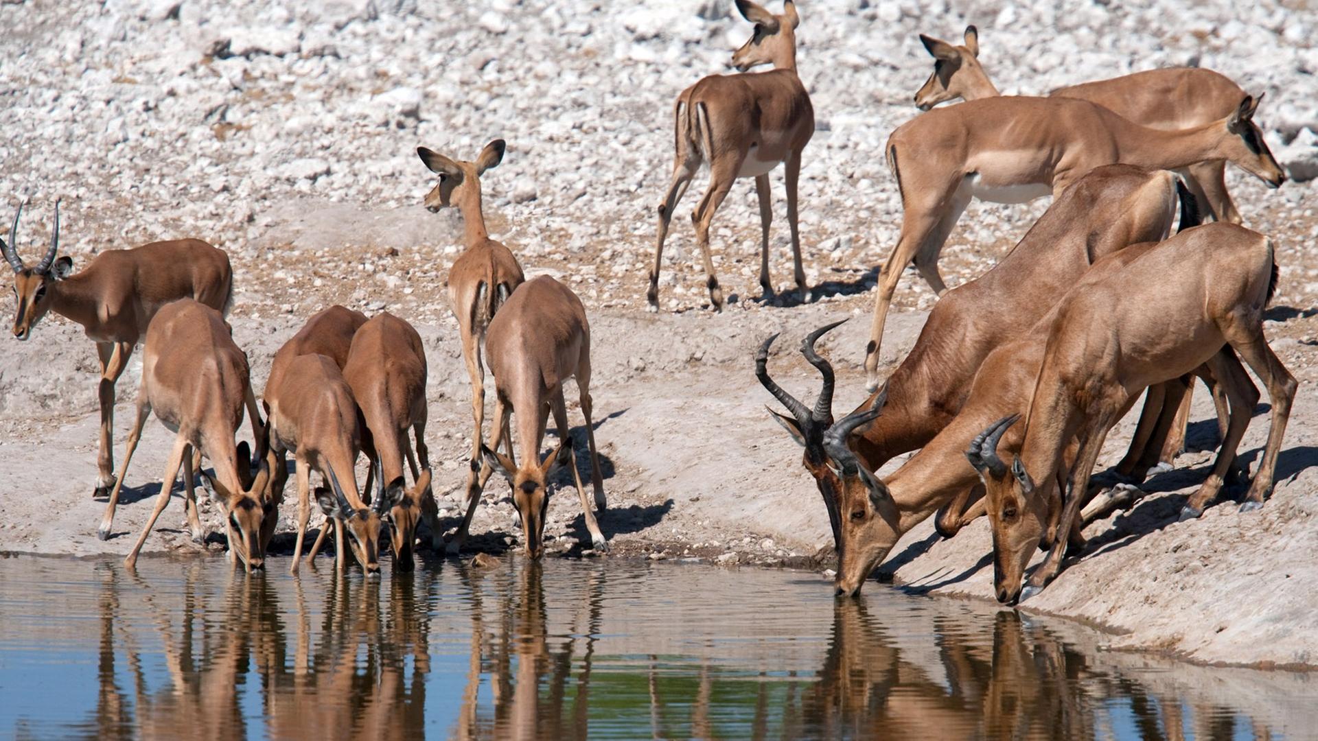 Kuhantilopen am Wasserloch von Okaukuejo im Etosha Nationalpark in Namibia. Kuhantilopen am Wasserloch von Okaukuejo im Etosha Nationalpark in Namibia.