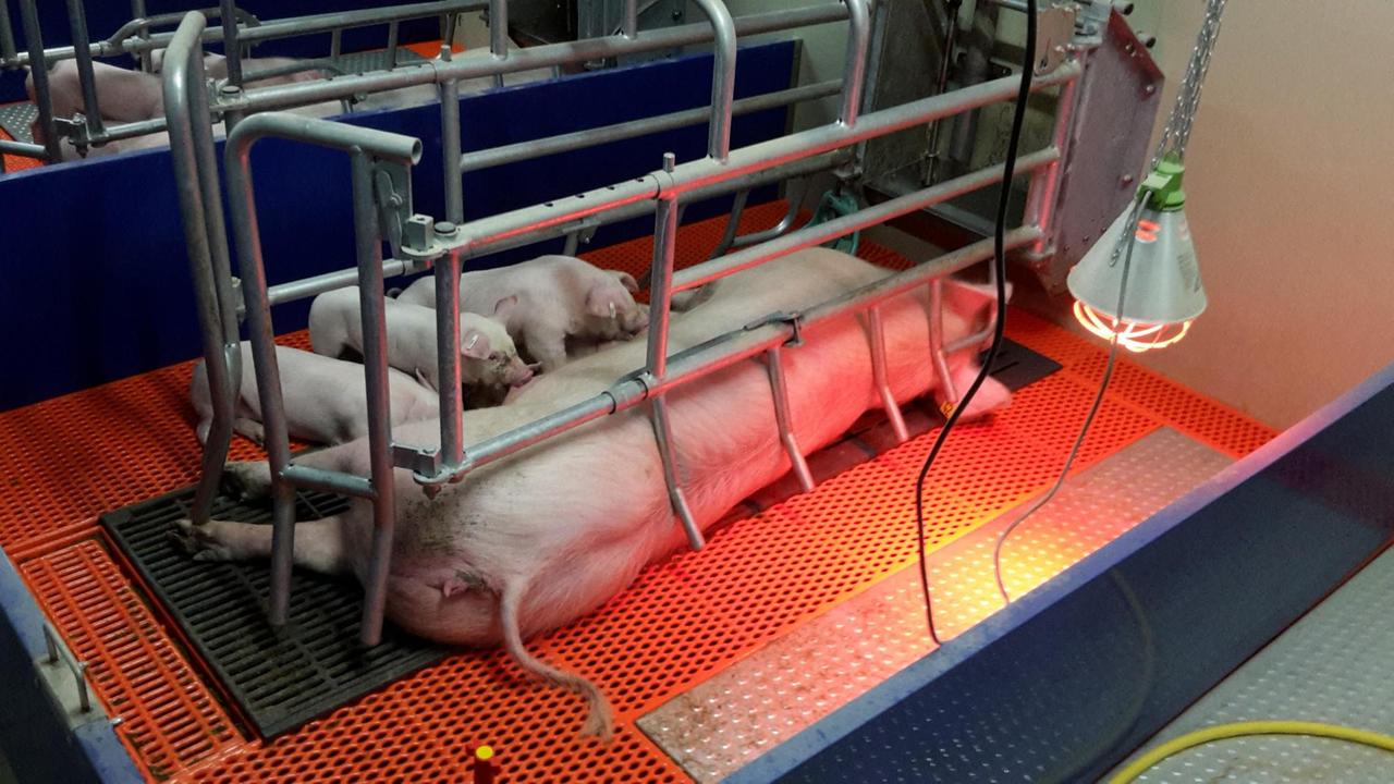 Ferkel mit Mutter Ferkel mit Mutter