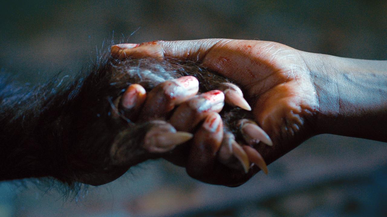 Die behaarte Hand eines Werwolfs hält die Hand einer Frau Die behaarte Hand eines Werwolfs hält die Hand einer Frau