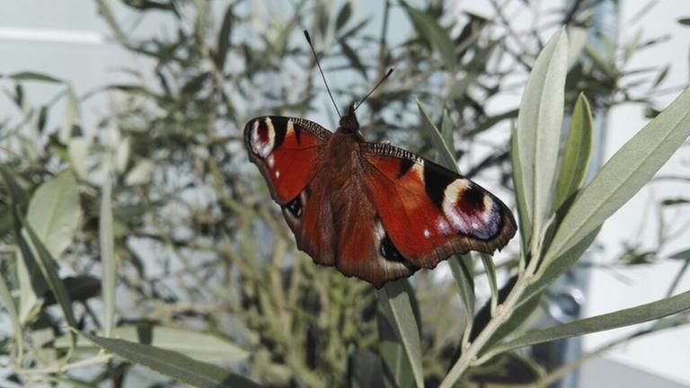 Ein Schmetterling sitzt auf einem Oliven-Baum.