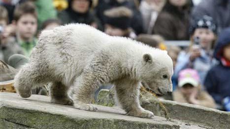 Eisbär Knut Eisbär Knut