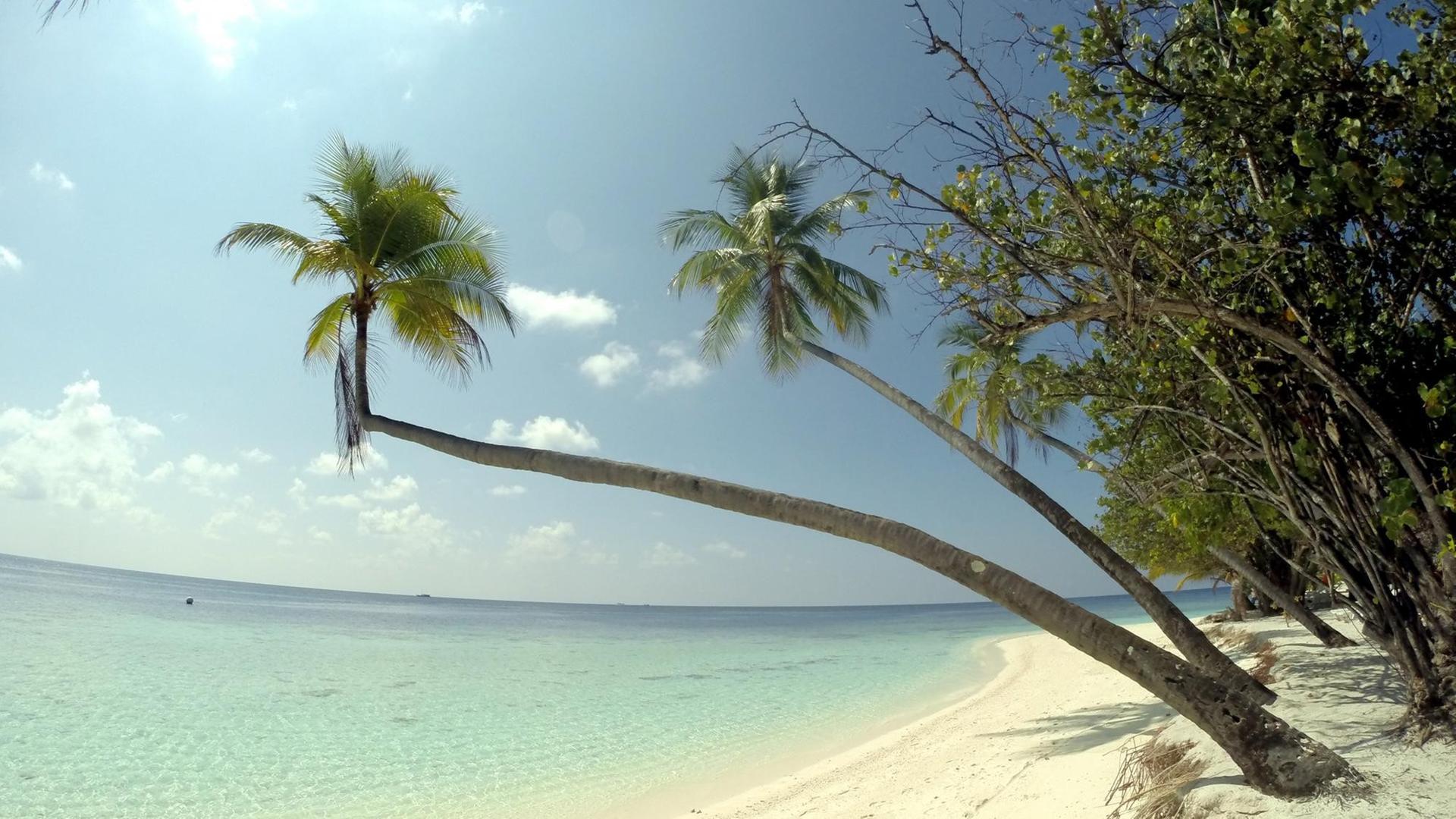 Palmenstrand auf einer Urlaubsinsel der Malediven des Ari Atolls, aufgenommen am 18.04.2014. Der Inselstaat Malediven liegt im indischen Ozean und besteht aus mehreren Atollen und mehr als 1.100 Inseln. Palmenstrand auf einer Urlaubsinsel der Malediven des Ari Atolls, aufgenommen am 18.04.2014. Der Inselstaat Malediven liegt im indischen Ozean und besteht aus mehreren Atollen und mehr als 1.100 Inseln.
