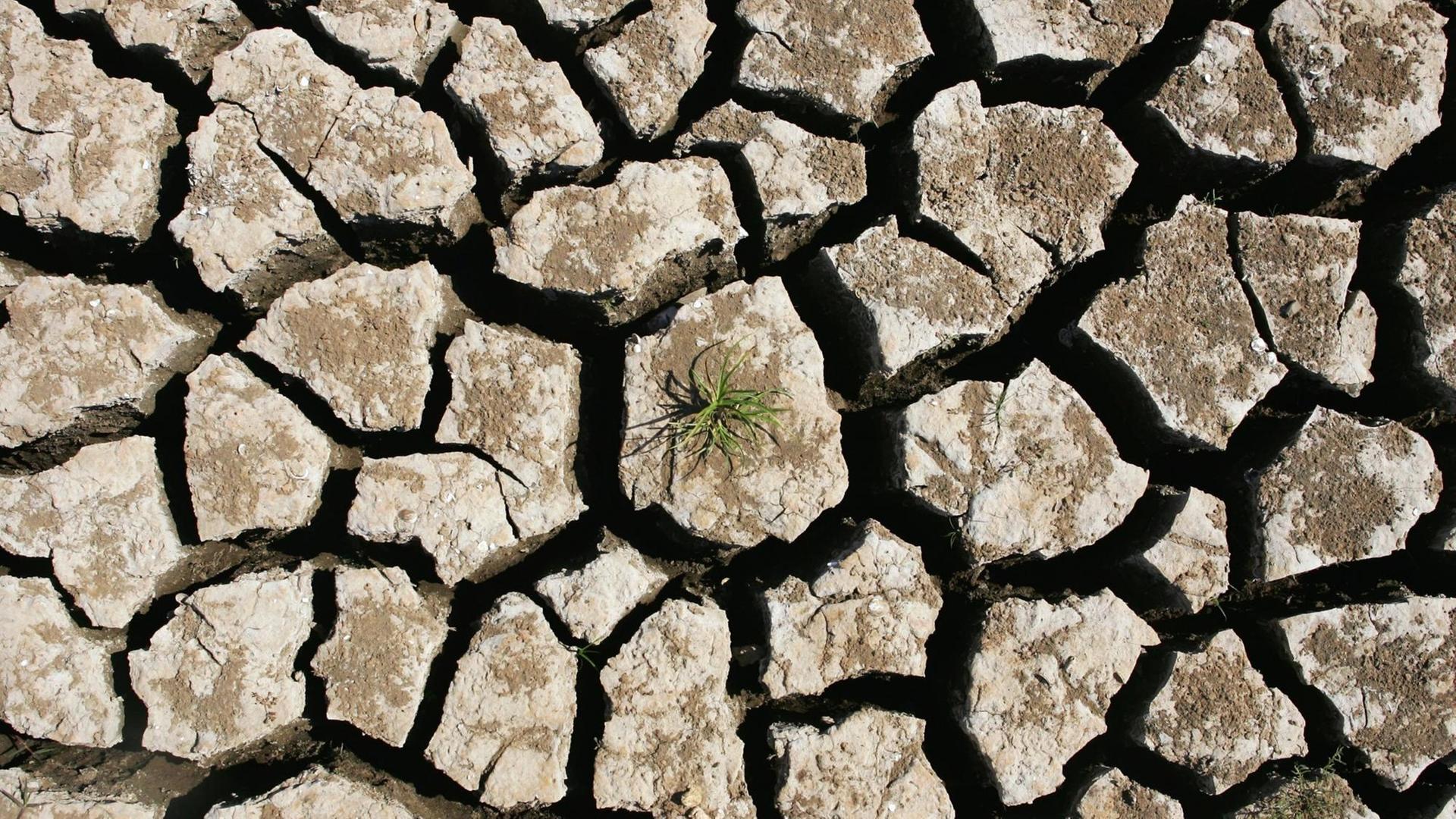 Das aus der Vogelperspektive aufgenommene Bild zeigt einen ausgetrockneten und aufgeplatzten Boden mit einer kleinen Pflanze. Das aus der Vogelperspektive aufgenommene Bild zeigt einen ausgetrockneten und aufgeplatzten Boden mit einer kleinen Pflanze.