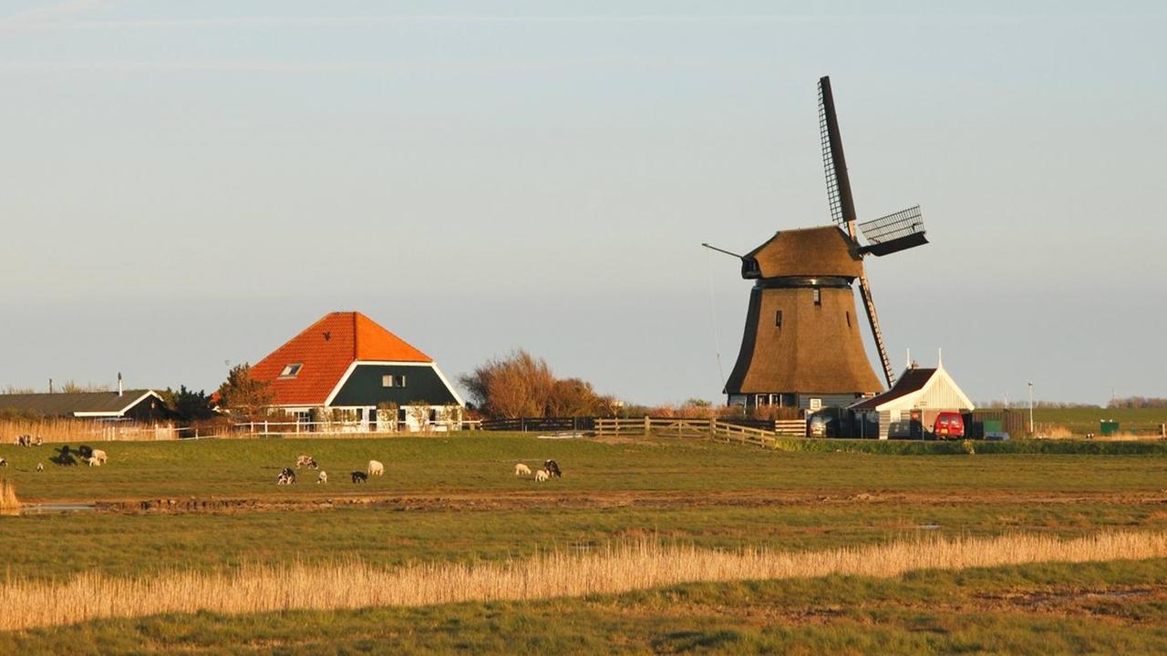 Windmühle und Bauernhaus im Deichhinterland