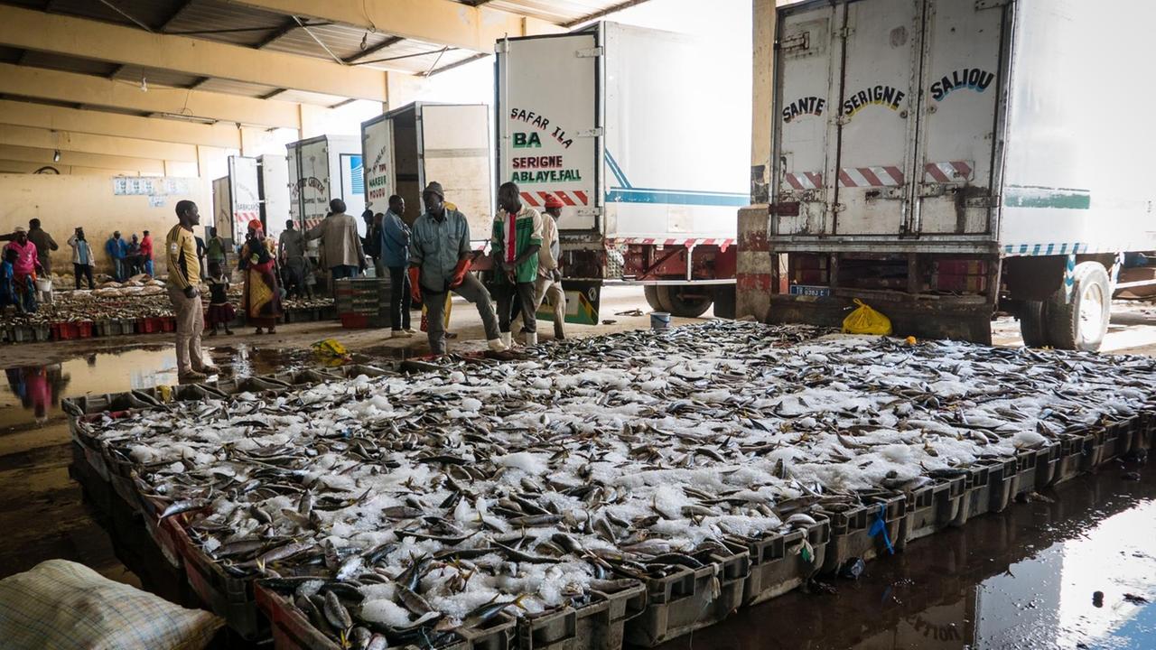 Hier in der "Europahalle" sammeln die Kleinfischer die Sorten für diesen Markt. LKW stehen vor großen Fischbehältern mit Eis. Hier in der "Europahalle" sammeln die Kleinfischer die Sorten für diesen Markt. LKW stehen vor großen Fischbehältern mit Eis.