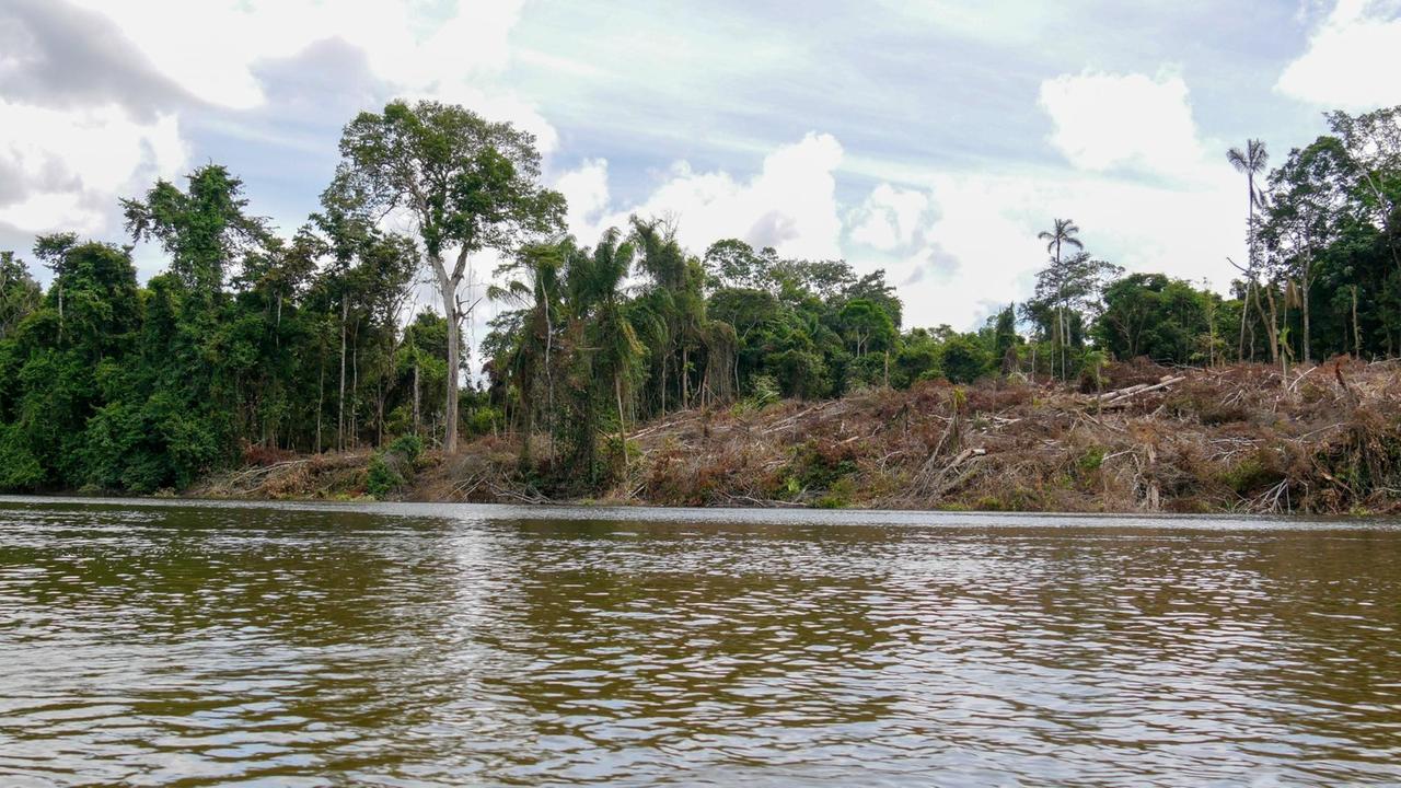 Gerodete Waldfläche am Suriname-Fluss. Surinams Rohstoffe, vor allem Holz und Gold, sind weltweit begehrt.